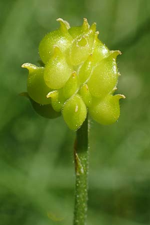 Ranunculus auricomus specN ? \ Gold-Hahnenfu� / Goldilocks, D Werbachhausen 20.5.2017