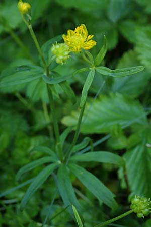 Ranunculus auricomus specN ? \ Gold-Hahnenfu� / Goldilocks, D Werbachhausen 20.5.2017