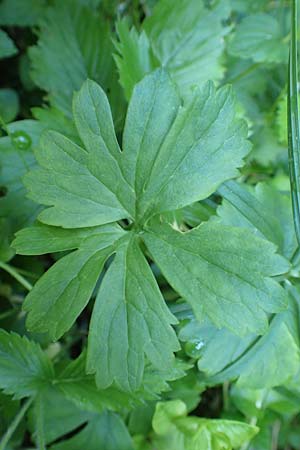 Ranunculus auricomus specN ? \ Gold-Hahnenfu� / Goldilocks, D Werbachhausen 20.5.2017