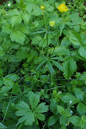Ranunculus auricomus specN ? \ Gold-Hahnenfu� / Goldilocks, D Werbachhausen 20.5.2017