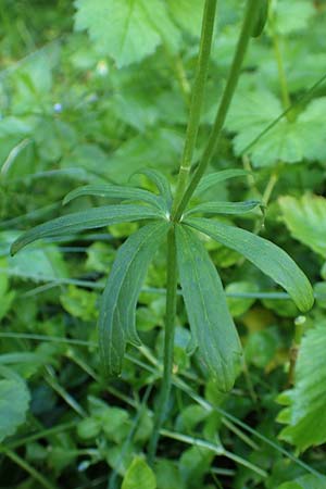 Ranunculus auricomus specN ? \ Gold-Hahnenfu� / Goldilocks, D Werbachhausen 20.5.2017