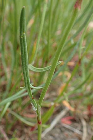 Rumex tenuifolius \ Schmalbl�ttriger Sauer-Ampfer / Narrow-Leaved Sheep's Sorrel, D Viernheim 1.5.2018