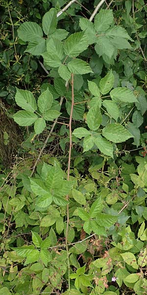Rubus affinis \ �ppige Brombeere / Strong Bramble, D Hofgeismar 28.7.2019