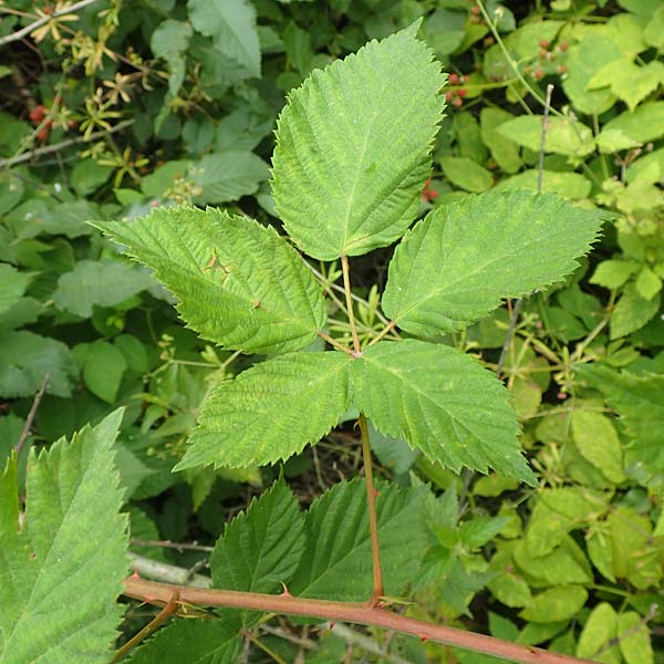 Rubus affinis \ �ppige Brombeere / Strong Bramble, D Hofgeismar 28.7.2019