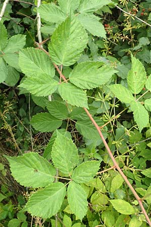 Rubus affinis \ �ppige Brombeere / Strong Bramble, D Hofgeismar 28.7.2019