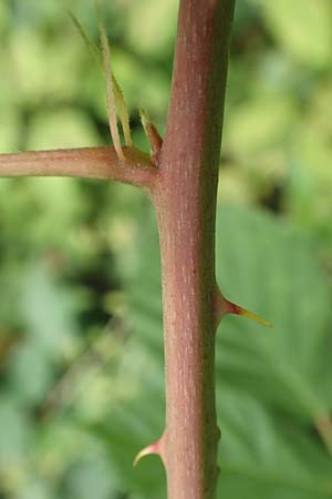 Rubus affinis \ �ppige Brombeere / Strong Bramble, D Hofgeismar 28.7.2019