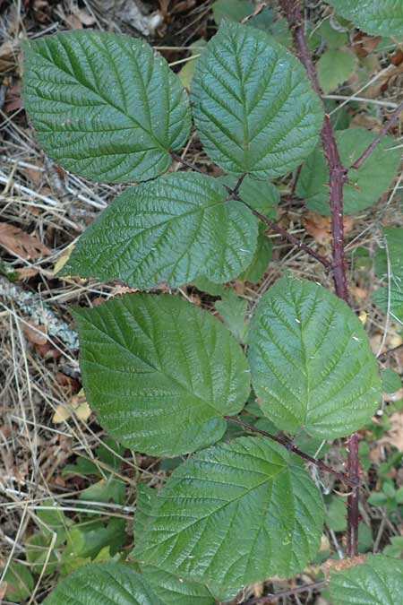 Rubus insolatus \ Herz&auml;hnliche Brombeere / Heart-Leaved Bramble, D Eppingen-Elsenz 11.9.2019