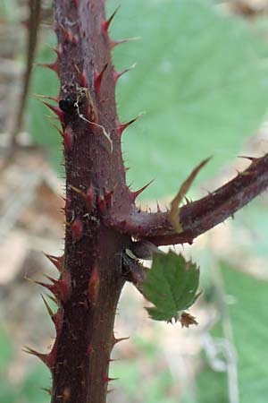 Rubus insolatus \ Herz&auml;hnliche Brombeere / Heart-Leaved Bramble, D Eppingen-Elsenz 11.9.2019