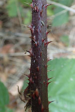 Rubus insolatus \ Herz&auml;hnliche Brombeere / Heart-Leaved Bramble, D Eppingen-Elsenz 11.9.2019