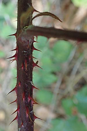 Rubus insolatus \ Herz&auml;hnliche Brombeere / Heart-Leaved Bramble, D Eppingen-Elsenz 11.9.2019