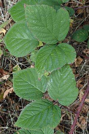 Rubus insolatus \ Herz&auml;hnliche Brombeere / Heart-Leaved Bramble, D Eppingen-Elsenz 11.9.2019