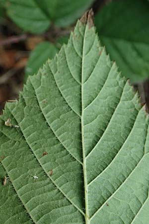 Rubus insolatus \ Herz&auml;hnliche Brombeere / Heart-Leaved Bramble, D Eppingen-Elsenz 11.9.2019