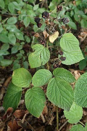 Rubus insolatus \ Herz&auml;hnliche Brombeere / Heart-Leaved Bramble, D Eppingen-Elsenz 11.9.2019