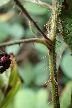 Rubus insolatus \ Herz&auml;hnliche Brombeere / Heart-Leaved Bramble, D Eppingen-Elsenz 11.9.2019