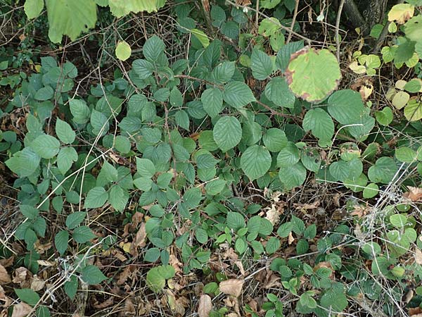 Rubus insolatus \ Herz&auml;hnliche Brombeere / Heart-Leaved Bramble, D Eppingen-Elsenz 11.9.2019