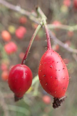 Rosa canina \ Hunds-Rose / Dog Rose, Wild Briar, D Mannheim 27.10.2019