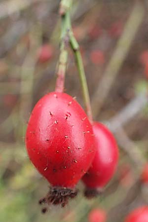 Rosa canina \ Hunds-Rose / Dog Rose, Wild Briar, D Mannheim 27.10.2019