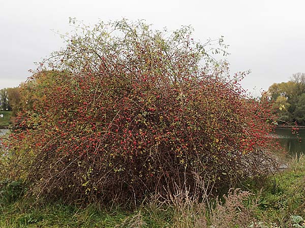Rosa canina \ Hunds-Rose / Dog Rose, Wild Briar, D Mannheim 27.10.2019