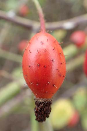 Rosa canina \ Hunds-Rose / Dog Rose, Wild Briar, D Mannheim 27.10.2019