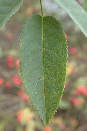 Rosa canina \ Hunds-Rose / Dog Rose, Wild Briar, D Mannheim 27.10.2019