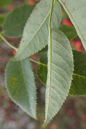 Rosa canina \ Hunds-Rose / Dog Rose, Wild Briar, D Mannheim 27.10.2019