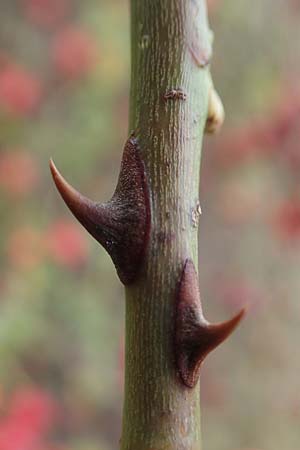 Rosa canina \ Hunds-Rose / Dog Rose, Wild Briar, D Mannheim 27.10.2019