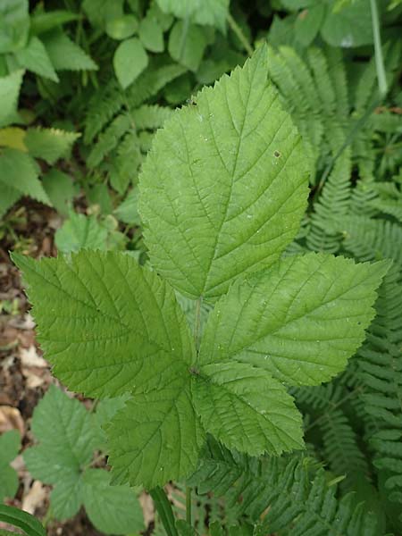 Rubus camptostachys \ Bewimperte Haselblatt-Brombeere / Hairy Bramble, D Herne 10.6.2020