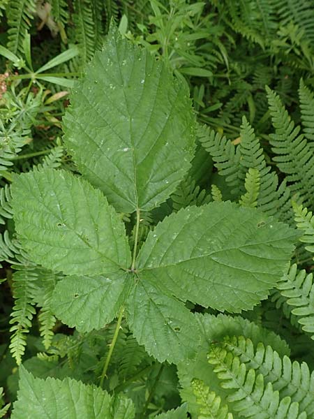 Rubus camptostachys \ Bewimperte Haselblatt-Brombeere / Hairy Bramble, D Herne 10.6.2020