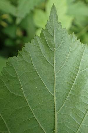 Rubus camptostachys \ Bewimperte Haselblatt-Brombeere / Hairy Bramble, D Herne 10.6.2020