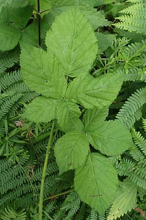 Rubus camptostachys \ Bewimperte Haselblatt-Brombeere / Hairy Bramble, D Herne 10.6.2020