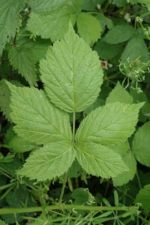 Rubus camptostachys \ Bewimperte Haselblatt-Brombeere / Hairy Bramble, D Herne 10.6.2020