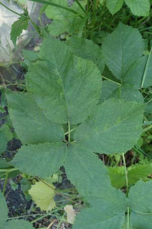 Rubus specA ? \ Haselblatt-Brombeere / Bramble, D Lohr-Ruppertsh&uuml;tten 21.6.2020