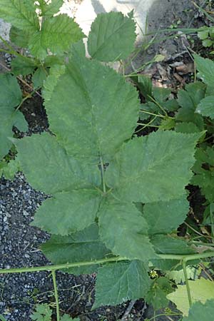 Rubus specA ? \ Haselblatt-Brombeere / Bramble, D Lohr-Ruppertsh&uuml;tten 21.6.2020