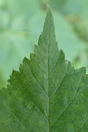 Rubus specA ? \ Haselblatt-Brombeere / Bramble, D Lohr-Ruppertsh&uuml;tten 21.6.2020