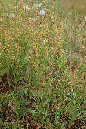 Rumex acetosella, Sheep's Sorrel