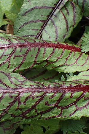 Rumex rugosus \ Garten-Sauer-Ampfer / Wrinkled Sorrel, D Burg Frankenstein 10.4.2023