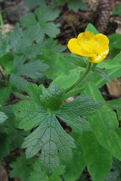 Ranunculus serpens \ Wurzelnder Hahnenfu� / Wood Buttercup, D Schwarzwald/Black-Forest, Feldberg 24.6.2007