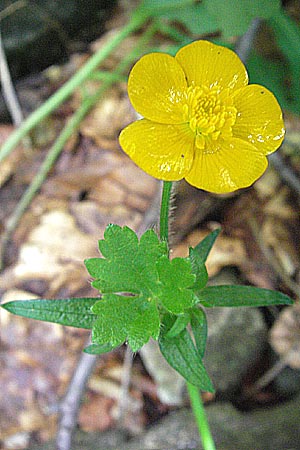Ranunculus serpens \ Wurzelnder Hahnenfu� / Wood Buttercup, D Schwarzwald/Black-Forest, Feldberg 24.6.2007