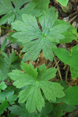 Ranunculus serpens \ Wurzelnder Hahnenfu� / Wood Buttercup, D Schwarzwald/Black-Forest, Feldberg 24.6.2007