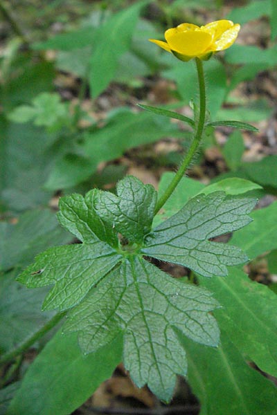 Ranunculus serpens \ Wurzelnder Hahnenfu� / Wood Buttercup, D Schwarzwald/Black-Forest, Feldberg 24.6.2007