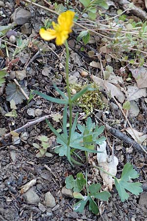 Ranunculus arundo \ Angelruten-Gold-Hahnenfu� / Fishing-Rod Goldilocks, D Nettersheim-Holzm&uuml;lheim 23.4.2017