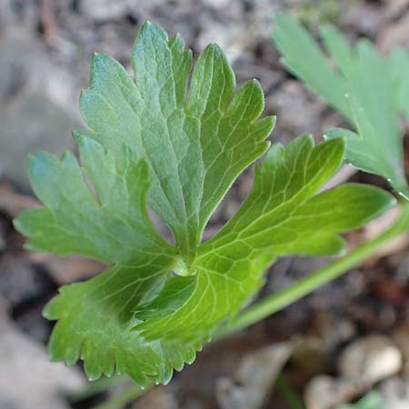 Ranunculus arundo \ Angelruten-Gold-Hahnenfu� / Fishing-Rod Goldilocks, D Nettersheim-Holzm&uuml;lheim 23.4.2017