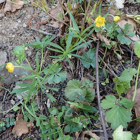 Ranunculus arundo \ Angelruten-Gold-Hahnenfu� / Fishing-Rod Goldilocks, D Nettersheim-Holzm&uuml;lheim 23.4.2017