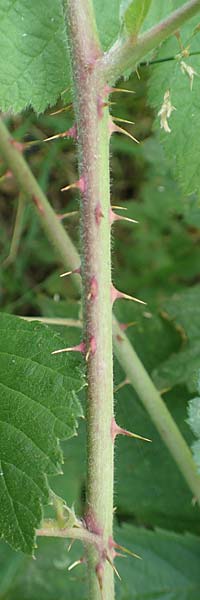 Rubus zollvereinensis \ Zollverein-Haselblatt-Brombeere / Zollverein Bramble, D Essen 27.7.2019