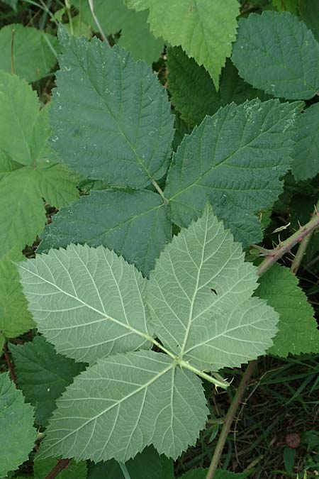 Rubus zollvereinensis \ Zollverein-Haselblatt-Brombeere / Zollverein Bramble, D Essen 27.7.2019