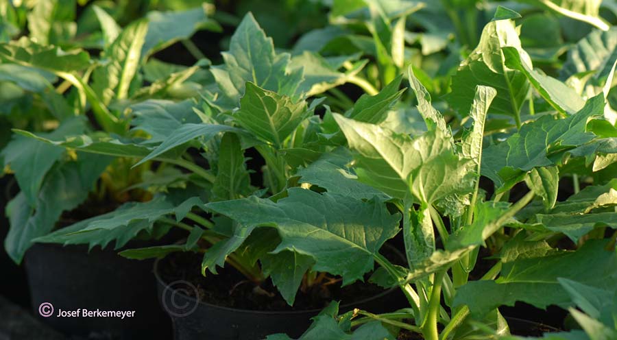 Silphium perfoliatum \ Durchwachsene Silphie, Verwachsenbl�ttrige Becherpflanze / Cup Plant, D Emsdetten 19.4.2019 (Photo: Josef Berkemeyer)