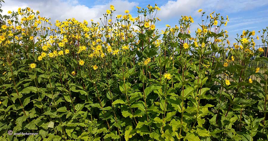Silphium perfoliatum \ Durchwachsene Silphie, Verwachsenbl�ttrige Becherpflanze / Cup Plant, D Emsdetten 25.7.2020 (Photo: Josef Berkemeyer)