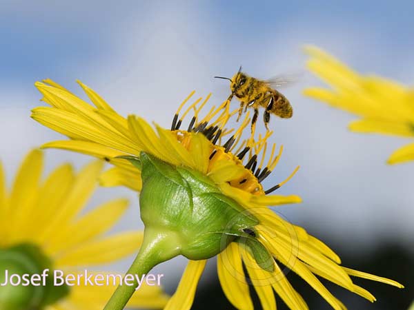 Silphium perfoliatum \ Durchwachsene Silphie, Verwachsenbl�ttrige Becherpflanze / Cup Plant, D Emsdetten 4.8.2019 (Photo: Josef Berkemeyer)