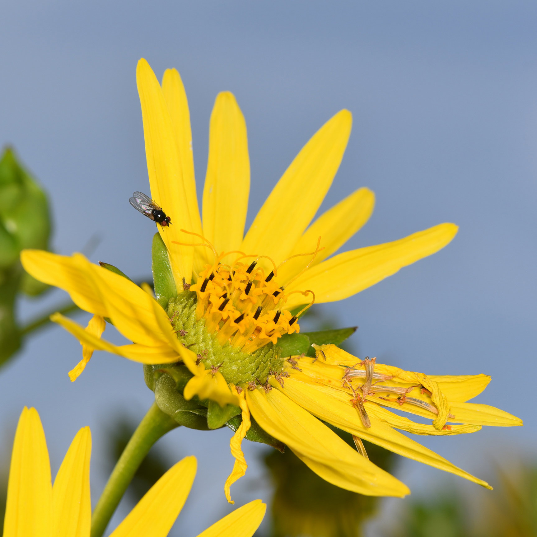 Silphium perfoliatum \ Durchwachsene Silphie, Verwachsenbl�ttrige Becherpflanze / Cup Plant, D Emsdetten 21.8.2019 (Photo: Josef Berkemeyer)