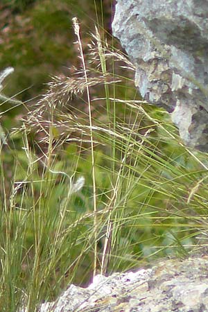 Stipa calamagrostis \ Silber-Raugras, Silber-�hrengras / Rough Feather-Grass, Silver Spike Grass, D Beuron 26.6.2018